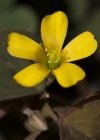 Einzelbild 6 Gehörnter Sauerklee - Oxalis corniculata