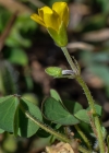 Einzelbild 7 Gehörnter Sauerklee - Oxalis corniculata