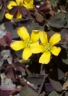 Einzelbild 8 Gehörnter Sauerklee - Oxalis corniculata