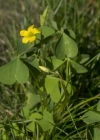 Einzelbild 5 Aufrechter Sauerklee - Oxalis stricta