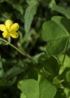 Einzelbild 6 Aufrechter Sauerklee - Oxalis stricta