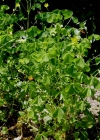 Einzelbild 7 Aufrechter Sauerklee - Oxalis stricta