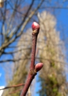 Einzelbild 7 Sommer-Linde - Tilia platyphyllos