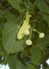 Einzelbild 8 Sommer-Linde - Tilia platyphyllos