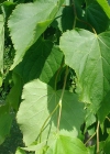 Einzelbild 6 Winter-Linde - Tilia cordata