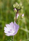 Einzelbild 3 Bisam-Malve - Malva moschata