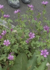 Einzelbild 5 Wilde Malve - Malva sylvestris