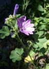 Einzelbild 7 Wilde Malve - Malva sylvestris