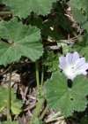 Einzelbild 4 Kleine Malve - Malva neglecta