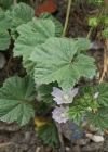 Einzelbild 5 Kleine Malve - Malva neglecta