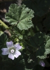 Einzelbild 6 Kleine Malve - Malva neglecta
