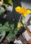 Einzelbild 5 Gemeines Sonnenröschen - Helianthemum nummularium