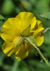 Einzelbild 7 Gemeines Sonnenröschen - Helianthemum nummularium