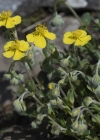 Einzelbild 5 Alpen-Sonnenröschen - Helianthemum alpestre