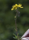 Einzelbild 6 Alpen-Sonnenröschen - Helianthemum alpestre