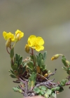 Einzelbild 7 Alpen-Sonnenröschen - Helianthemum alpestre
