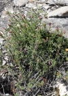 Einzelbild 6 Niederliegendes Heideröschen - Fumana procumbens