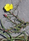 Einzelbild 7 Niederliegendes Heideröschen - Fumana procumbens
