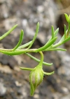 Einzelbild 8 Niederliegendes Heideröschen - Fumana procumbens