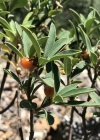 Einzelbild 7 Alpen-Seidelbast - Daphne alpina