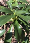 Einzelbild 1 Lorbeer-Seidelbast - Daphne laureola
