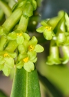 Einzelbild 5 Lorbeer-Seidelbast - Daphne laureola