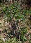 Einzelbild 6 Lorbeer-Seidelbast - Daphne laureola