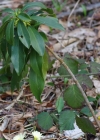 Einzelbild 7 Lorbeer-Seidelbast - Daphne laureola
