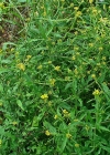 Einzelbild 7 Weg-Rauke - Sisymbrium officinale