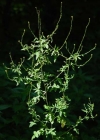 Einzelbild 8 Weg-Rauke - Sisymbrium officinale