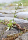 Einzelbild 6 Schotenkresse - Arabidopsis thaliana