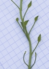 Einzelbild 5 Glattes Zackenschötchen - Bunias orientalis