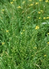 Einzelbild 6 Glattes Zackenschötchen - Bunias orientalis