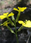 Einzelbild 5 Schweizer Schöterich - Erysimum rhaeticum aggr.