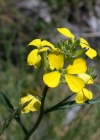 Einzelbild 6 Schweizer Schöterich - Erysimum rhaeticum aggr.