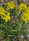 Einzelbild 7 Schweizer Schöterich - Erysimum rhaeticum aggr.
