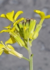 Einzelbild 8 Schweizer Schöterich - Erysimum rhaeticum aggr.