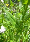 Einzelbild 4 Gemeine Nachtviole - Hesperis matronalis