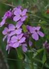 Einzelbild 5 Gemeine Nachtviole - Hesperis matronalis