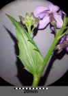 Einzelbild 6 Gemeine Nachtviole - Hesperis matronalis
