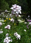 Einzelbild 7 Gemeine Nachtviole - Hesperis matronalis