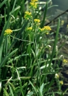 Einzelbild 5 Wasser-Sumpfkresse - Rorippa amphibia