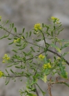 Einzelbild 8 Echte Sumpfkresse - Rorippa palustris
