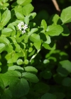 Einzelbild 8 Echte Brunnenkresse - Nasturtium officinale
