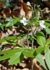 Einzelbild 6 Fiederblättrige Zahnwurz - Cardamine heptaphylla
