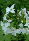 Einzelbild 7 Fiederblättrige Zahnwurz - Cardamine heptaphylla