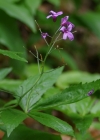 Einzelbild 7 Fingerblättrige Zahnwurz - Cardamine pentaphyllos