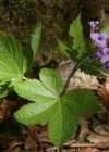 Einzelbild 8 Fingerblättrige Zahnwurz - Cardamine pentaphyllos