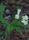 Einzelbild 5 Kitaibels Zahnwurz - Cardamine kitaibelii