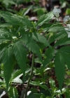 Einzelbild 6 Kitaibels Zahnwurz - Cardamine kitaibelii